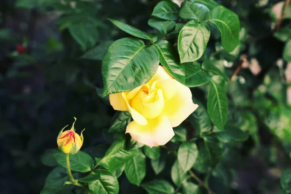 Hermosa flor rosa amarilla — Foto de Stock