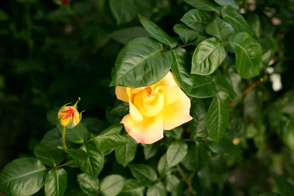 güzel Sarı Gül çiçek