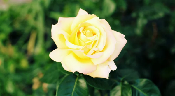 Красива жовта квітка троянди — стокове фото