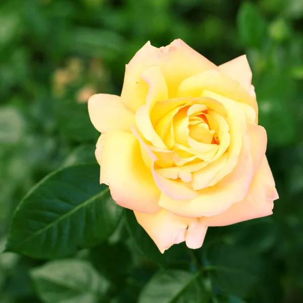 Hermosa flor rosa amarilla — Foto de Stock