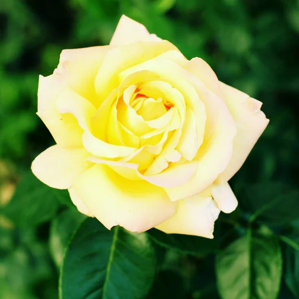Mooie gele roos bloem — Stockfoto