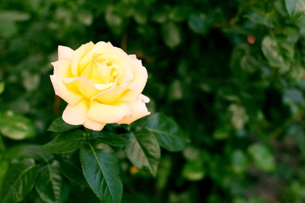 Όμορφο κίτρινο τριαντάφυλλο λουλούδι — Φωτογραφία Αρχείου