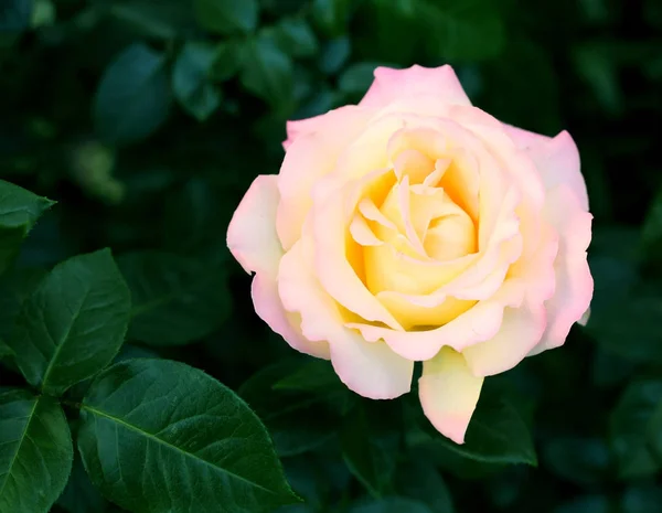 Schöne rosa Rose Blume — Stockfoto