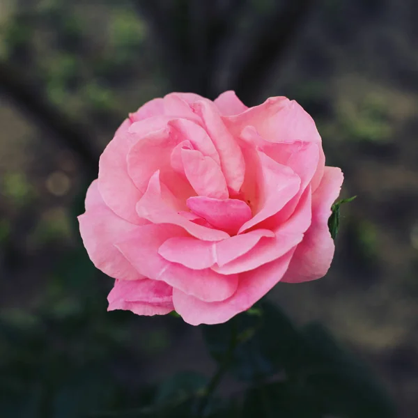 Красива рожева квітка троянди — стокове фото