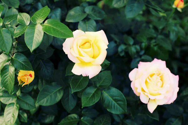 Όμορφα κίτρινα λουλούδια τριαντάφυλλο — Φωτογραφία Αρχείου