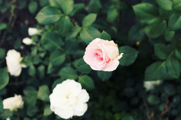 Strauch mit schönen weißen Rosenblüten — Stockfoto
