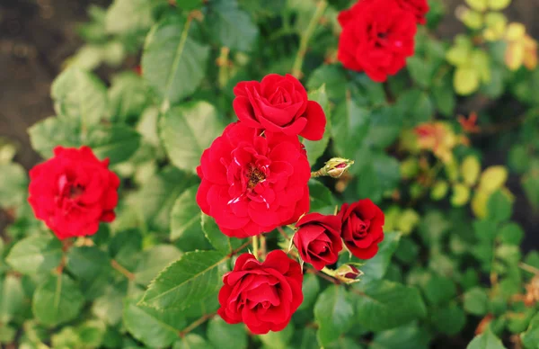 Arbusto com belas flores vermelhas rosa — Fotografia de Stock