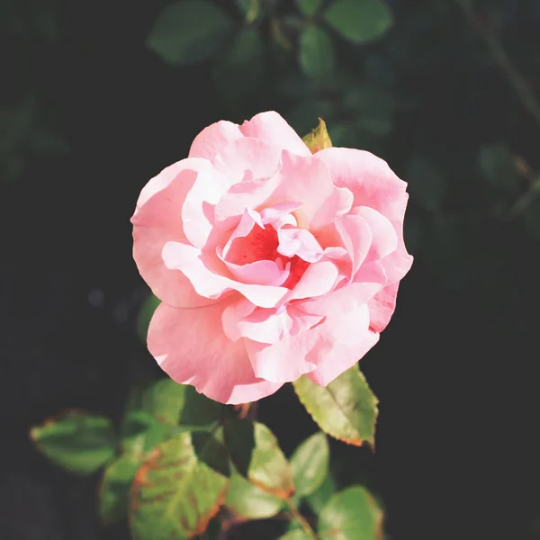 Schöne rosa Rose Blume — Stockfoto