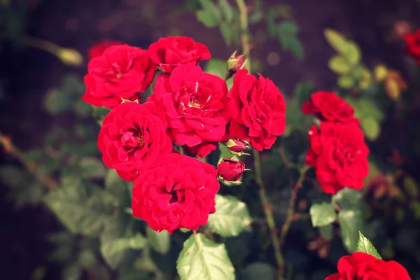 Buske med vackra röda ros blommor — Stockfoto