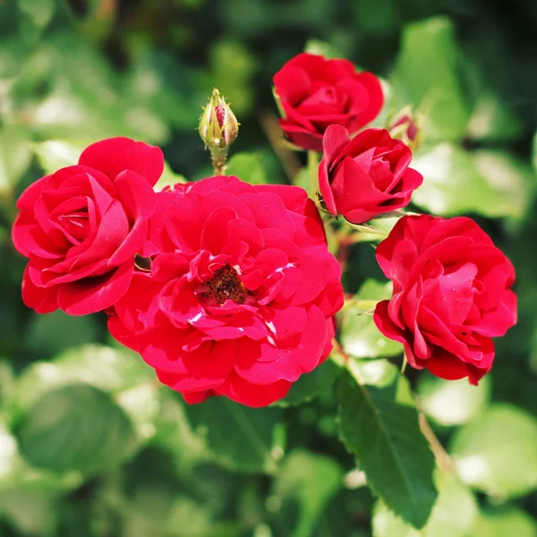 Cespuglio con bellissimi fiori di rosa rossa — Foto Stock