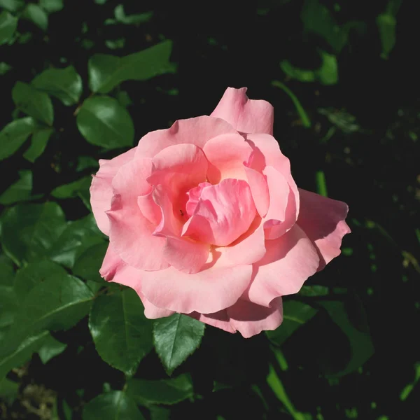 Όμορφο ροζ τριαντάφυλλο λουλούδι — Φωτογραφία Αρχείου