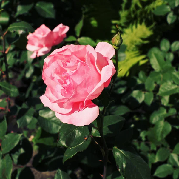 Όμορφα ροζ λουλούδια τριαντάφυλλο — Φωτογραφία Αρχείου