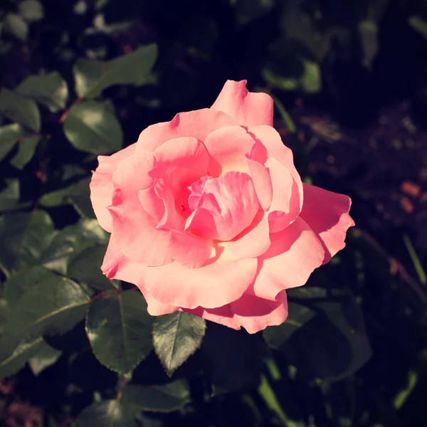 Όμορφο ροζ τριαντάφυλλο λουλούδι — Φωτογραφία Αρχείου