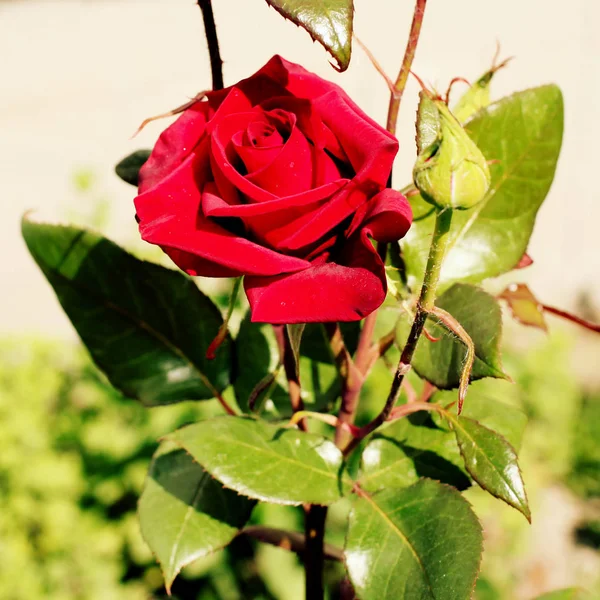 Bella rosa rossa fiore — Foto Stock