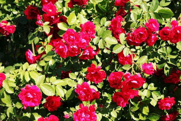 güzel kırmızı gül çiçekler ile bush