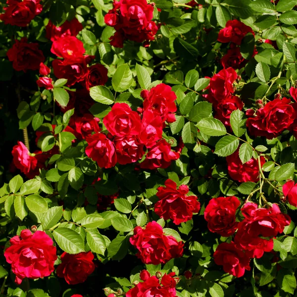 güzel kırmızı gül çiçekler ile bush