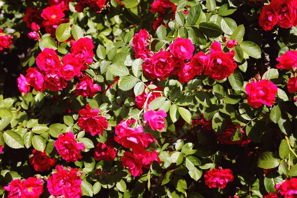 Θάμνος με όμορφα λουλούδια κόκκινο τριαντάφυλλο — Φωτογραφία Αρχείου