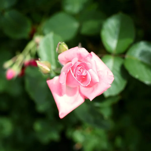 Красива рожева квітка троянди — стокове фото