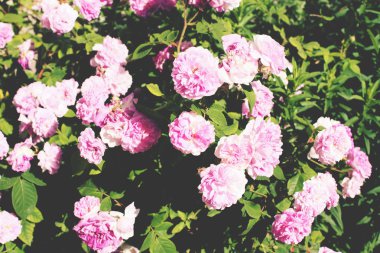 güzel pembe Gül çiçekleri ile bush