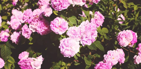 Güzel pembe Gül çiçekleri ile bush — Stok fotoğraf