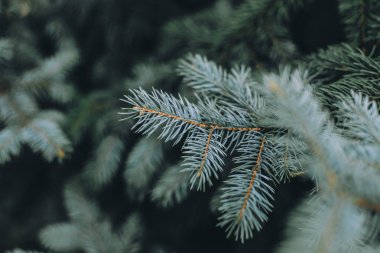 kar ile noel köknar ağacı dalı
