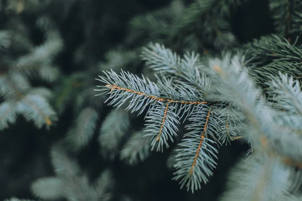눈크리스마스 전나무 — 스톡 사진