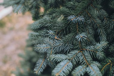 Köknar ağacında ladin dalları