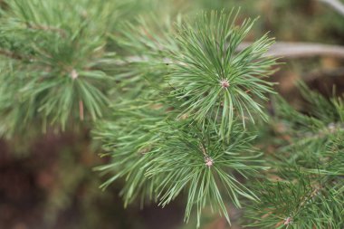 Köknar ağacı dalları closeup görünümü