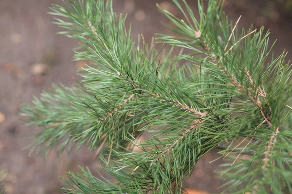 Kiefernzweig Mit Grünen Blättern — Stockfoto