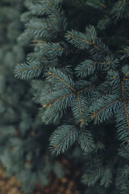 Köknar ağacı dalları closeup görünümü