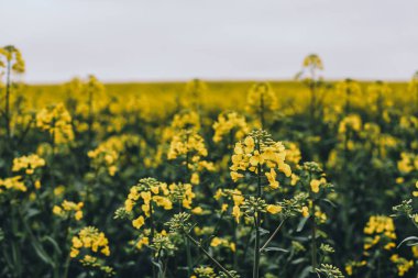 çiçek sarı tecavüz alan.