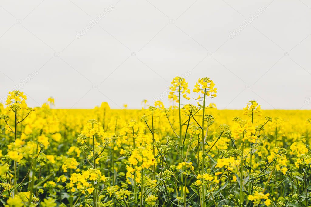 Blooming yellow rape field.