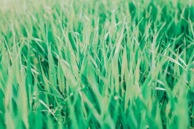 Yeşil çimlerin manzarası, taze arka plan