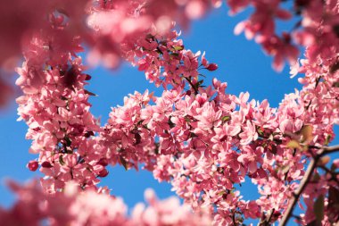 Çiçekli Japon sakura ağacının pembe bir dalı.