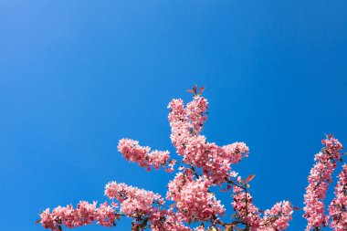 Çiçekli Japon sakura ağacının pembe bir dalı.