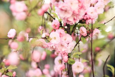 Tatlı pembe çiçekler Louiseania triloba, Prunus triloba, 