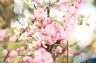Tatlı pembe çiçekler Louiseania triloba, Prunus triloba, 