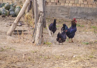 Tavuklar ve tavuklar bahçede samanlıkta.