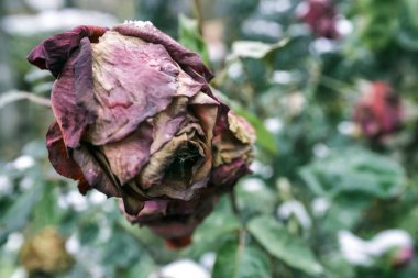 Sonbaharda kar altında güller. Kış erken geldi..