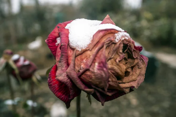 Rosas Sob Neve Outono Inverno Cedo — Fotografia de Stock