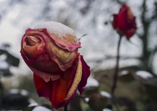 Róże Pod Śniegiem Jesienią Zima Jest Wcześnie — Zdjęcie stockowe