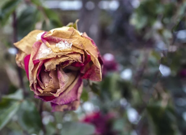 Rosas Sob Neve Outono Inverno Cedo — Fotografia de Stock