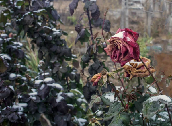 Rosas Bajo Nieve Otoño Invierno Temprano — Foto de Stock