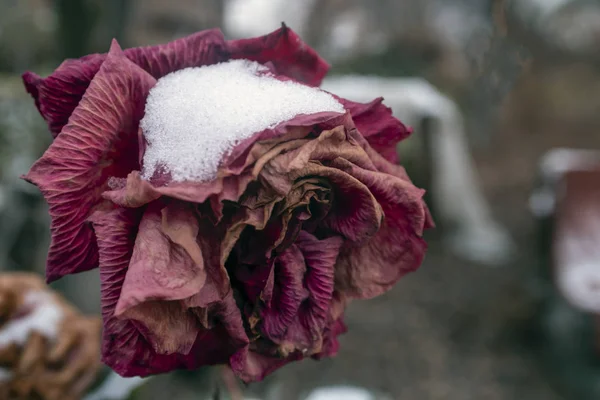 Rosas Bajo Nieve Otoño Invierno Temprano — Foto de Stock