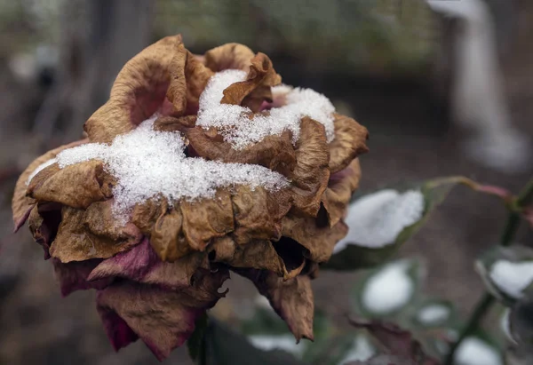 Rosas Sob Neve Outono Inverno Cedo — Fotografia de Stock