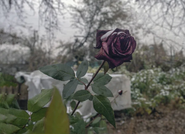 Czarna Róża Pod Śniegiem Jesienią Zima Jest Wcześnie — Zdjęcie stockowe