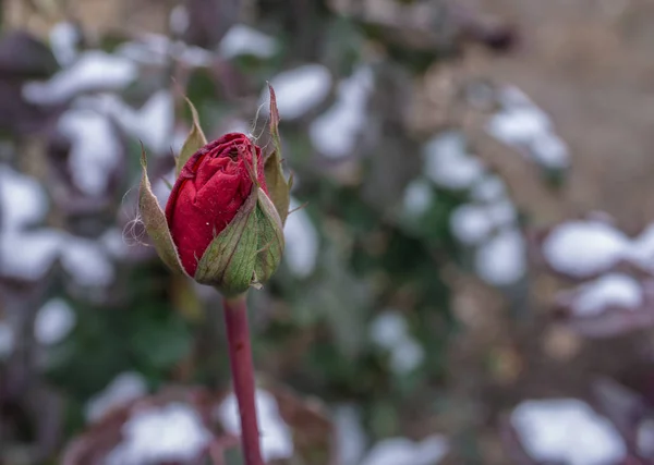 Młode Róże Pod Śniegiem Jesienią Zima Jest Wcześnie — Zdjęcie stockowe