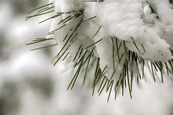 Abeto Invierno Cubierto Nieve Naturaleza — Foto de Stock