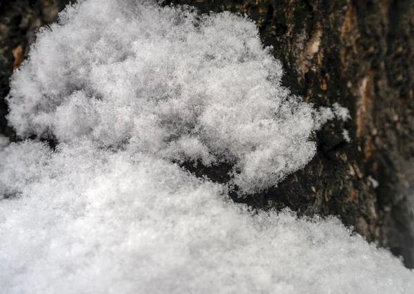 Зимова Ялинка Вкрита Снігом Природі — стокове фото