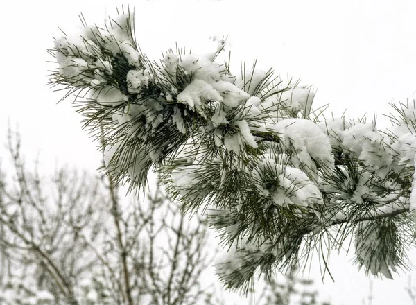 Abeto Invierno Cubierto Nieve Naturaleza — Foto de Stock